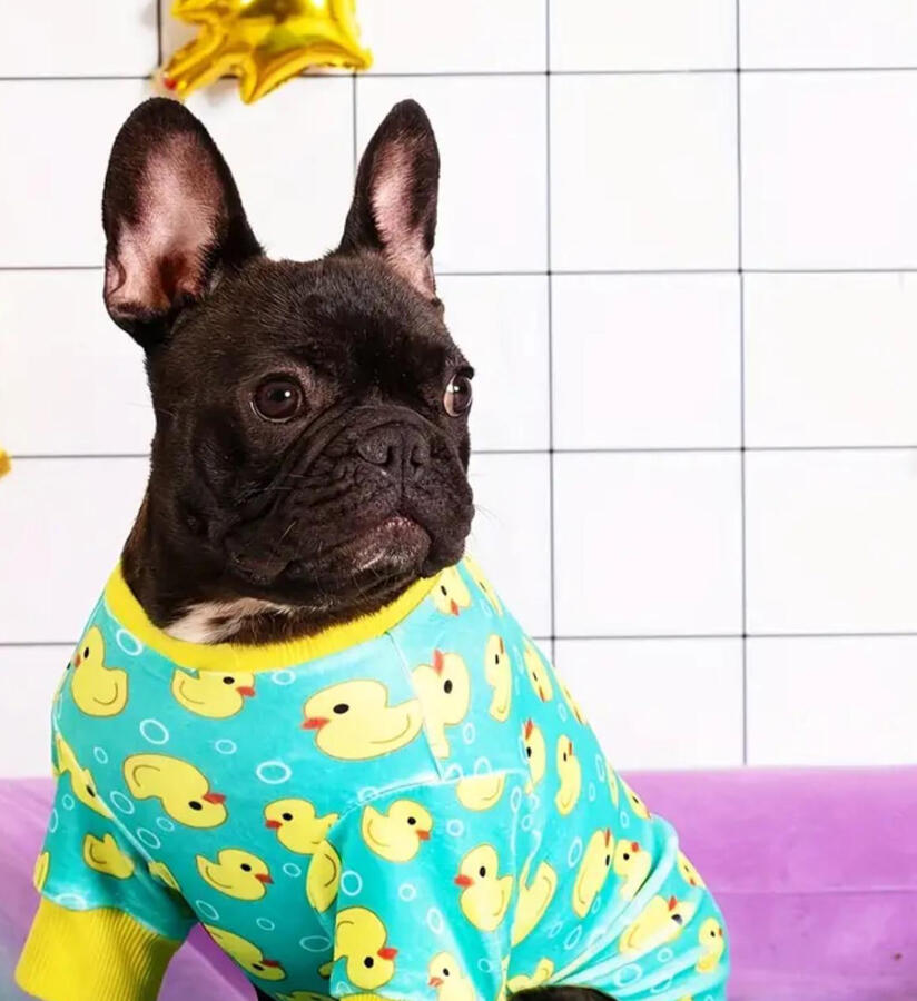 Dog Pajamas ducks